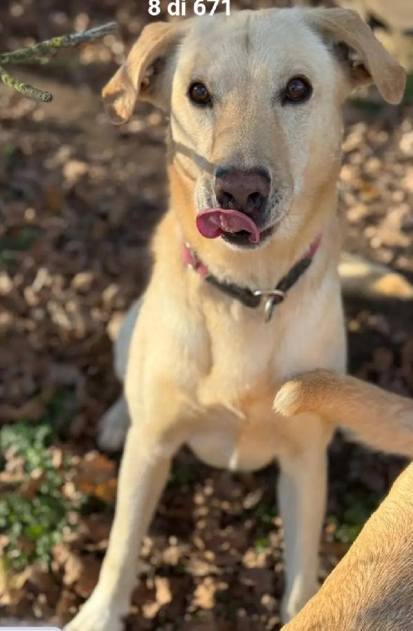 Vasco 4Anni Sballottato Qua E Là! Sos Milano